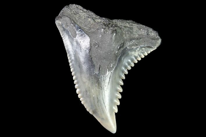 Hemipristis Shark Tooth Fossil - Virginia #91730